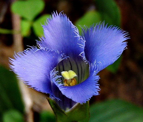 {Gentianopsis crinita}